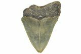 Bargain, Fossil Megalodon Tooth - Serrated Blade #343443-1